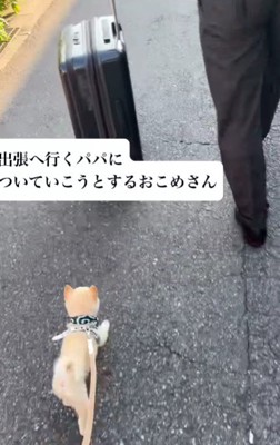 パパが仕事で出張へ