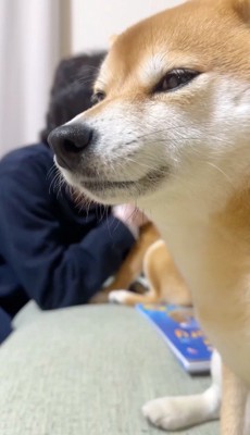 目を細める犬