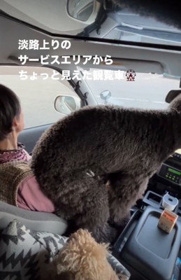おばあちゃんの上に座る犬