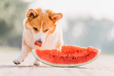 スイカを見つめる犬