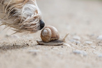 犬の鼻のアップとカタツムリ