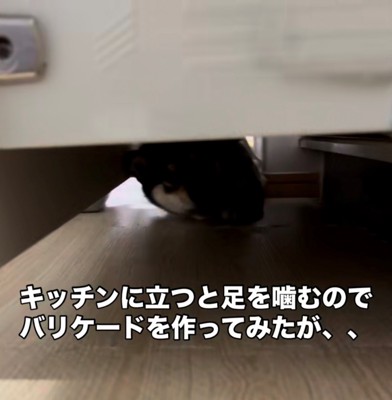 隙間からこちらを見る犬1