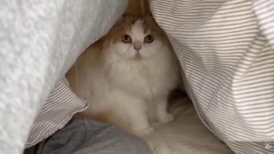 お布団の中へ♪