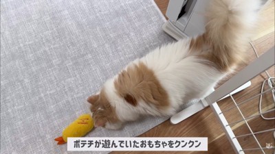 ポテチくんとレモンさんの初対面5