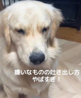 Ｑ太くんにみかんを投げたら5