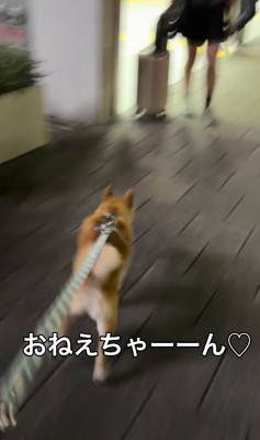 お姉ちゃんのもとへ走る小型犬
