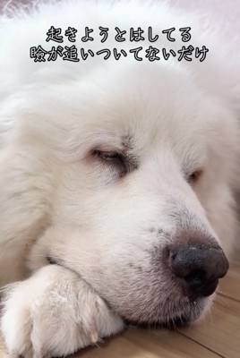 目を閉じかける犬