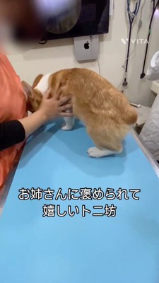 看護師に撫でられる犬
