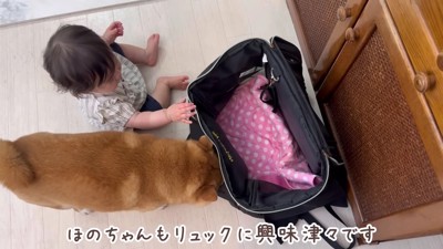 興味津々なほのちゃん
