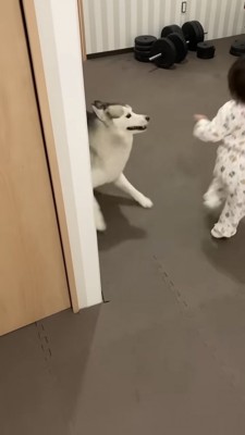 走り出す女の子とハスキー