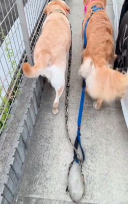 リードから手を離す