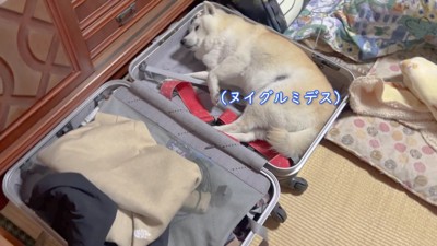 ぬいぐるみのフリ！？