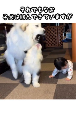 女の子が近づくと喧嘩を止めるシュシュちゃん6