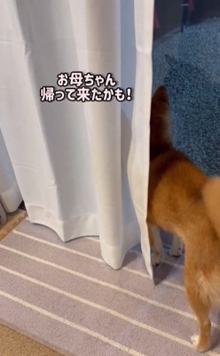 窓辺にいる犬