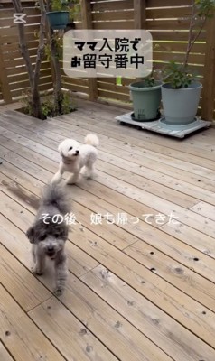 レオくんとサラちゃんの熱烈歓迎6