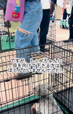 ケージの中から周りを見渡す犬