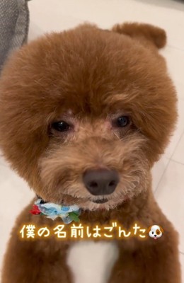 トイプードルの『ごんた』くん