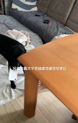 逃げ回るロコくん