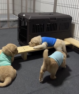 木の枠で休む子犬を見つめる子犬