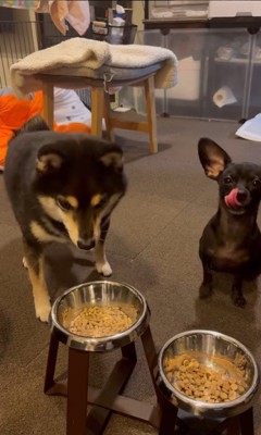 「マテ」をするコメ助くんと豆福くん3