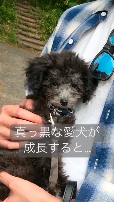 飼い主の腕の中で大人しくしている犬