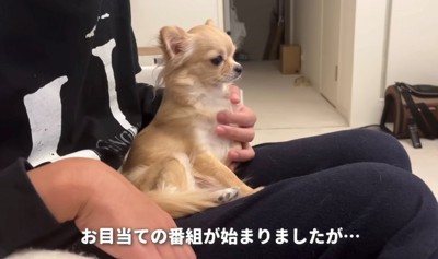 前見つめる犬