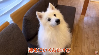 ママの話を聞くぽてちゃん