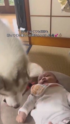 赤ちゃんの近くにおもちゃを置くメスの犬