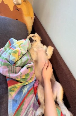 仰向けで挟まるワンコ