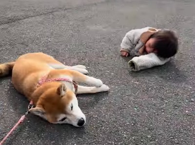 地面に寝転がる女の子と柴犬2