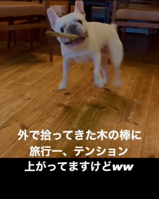 正面でジャンプする犬