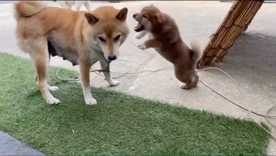 母親犬に飛びかかる子犬