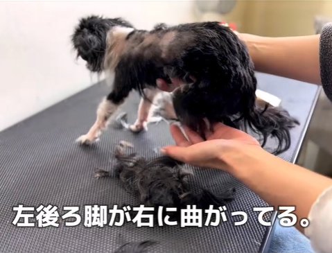 足が曲がっている子犬