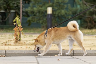 散歩、柴犬