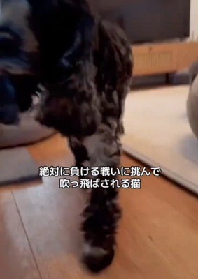 アップの犬