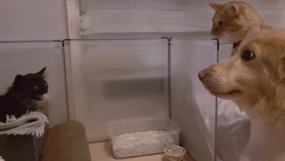 焦点がない先住犬さん