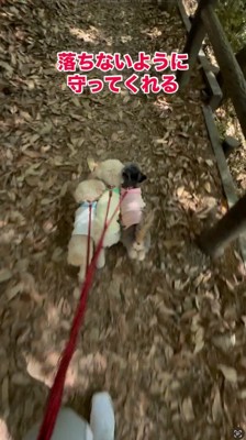 ぐるぐるに絡まっている3頭の犬のリード