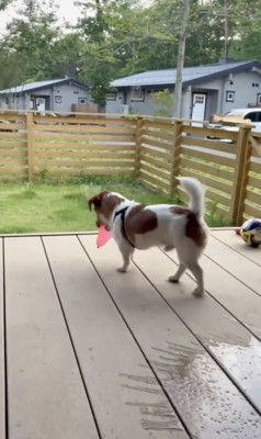 お庭へ持っていきたい…