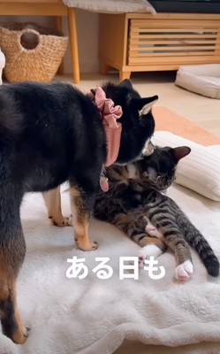 毛繕いをする犬