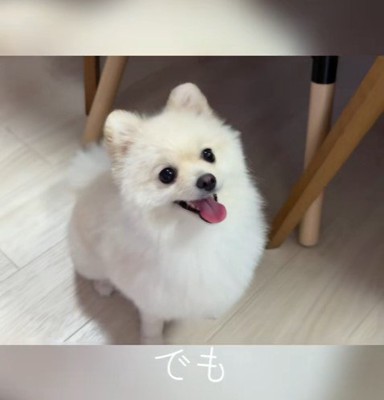 モロちゃんのビフォーアフター8