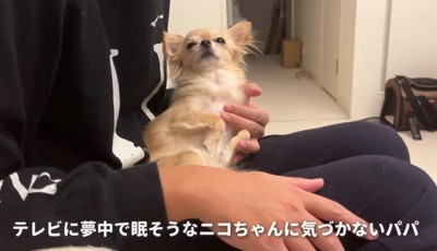 膝の上でウトウトする犬