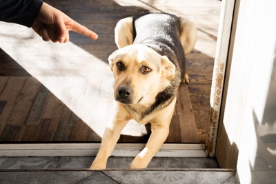 叱られている犬