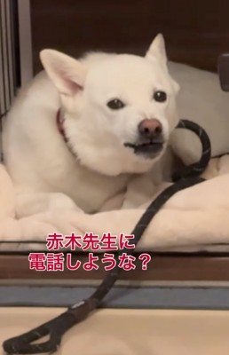 「先生に電話しようかな」