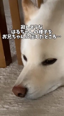 床にあごを置いて静かに座っている犬