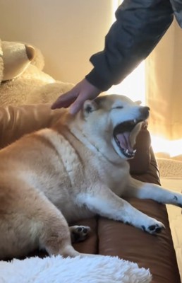 あくびするるるちゃん