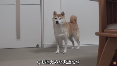 実家の「Qちゃん」