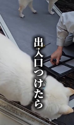 網戸に犬用出入り口を作ったら3