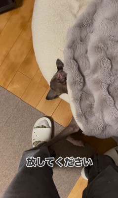 クッションに潜むプットくん4