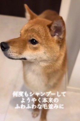 本来の美しい毛並みに