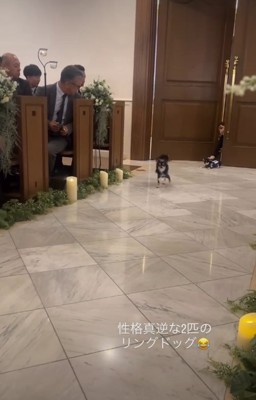 走る犬1